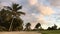 Palm trees, tropics, wind, evening, nature