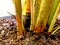 Palm trees trunk image including soil, grass, water