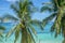 Palm trees, turquoise sea with traditional boats in the background, Cebu island, the Philippines