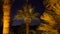 Palm trees with uplight at night beautiful movement from wind scene of Egypt