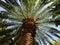 Palm trees, upward shots