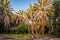 Palm trees in valley of river Ziz in sunset