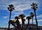 Palm trees in Viareggio Beach