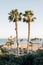 Palm trees and view of beach in Corona del Mar, Newport Beach, California