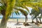 Palm trees in Vinoy Park beach in Saint Petersburg