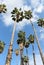 Palm trees, washingtonia robusta