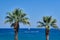 Palm trees and a white sailboat in the Ionian sea