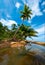 Palm trees on a wild and inaccessible beach in Thailand. Palm trees bent over the water. Palm trees on the seashore