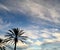 Palm Trees and wisps of Clouds