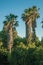 Palm treetop at sunset on a farm