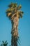 Palm treetop at sunset on a farm