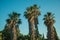 Palm treetop at sunset on a farm