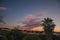 Palm treetops and multicolored sky in a farm