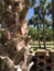 Palm trunk closeup. brick fence.