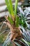 Palm trunk from howea forsteriana arecaceae kentiapalm from the lord-howe-islands