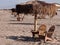 Palm umbrella tables and wooden adiorondack chairs lined up on a beach