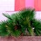 Palm in urban Plants on pink minimal fashion green