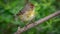 Palm Warbler