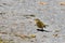 Palm warbler eating black ants