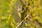 Palm warbler migrating in the fall through the Minnesota River Valley National Wildlife Refuge