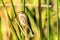 Palm Warbler Myakka