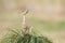 Palm Warbler Perched Atop Young Longleaf Pine