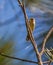 Palm Warbler on vertical pine branch