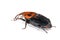 Palm weevil snout beetle