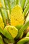 Palm yellow flowers