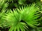 Palma houseplant. Textural vegetative background from young green leaves