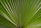 Palma photo. Palm leaf photo. A palm leaf is a texture. Palm backdrop. photo Palm green leaf texture