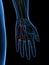 The Palmar Branch Ulnar Nerve