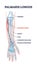 Palmaris longus skeletal and muscular structure for human arm outline diagram