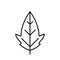 Palmate leaf line icon. botanical and nature symbol. isolated vector image