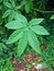 Palmate leaf on tropical rainforest