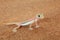 Palmato gecko lizard in Namib Desert, Namibia