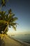 Palmera en Alona Beach Tagbilaran, Filipinas. Palm tree on Alona Beach Tagbilaran, Philippines.