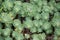 Palmers Stonecrop Sedum palmeri, mat-forming plant