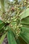 Palmetto Berries Closeup