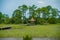 Palmetto forest on hunting island beach