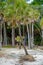 Palmetto forest on hunting island beach