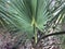 Palmetto frond with dramatic eye in the center