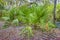 Palmetto Palm In The Forest