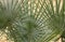 Palmetto Palm Fronds Background
