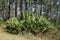 Palmetto or sabal minor grouping in natural setting in Florida Park