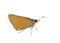 Palmetto Skipper Butterfly on white