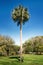 A palmetto tree against a beautiful blue  sky.