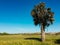 Palmetto tree, Sullivan\'s Island, South Carolina