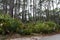 Palmettos and brushy undergrowth below tall pine trees, South Carolina coast