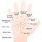 Palmistry Right Hand White